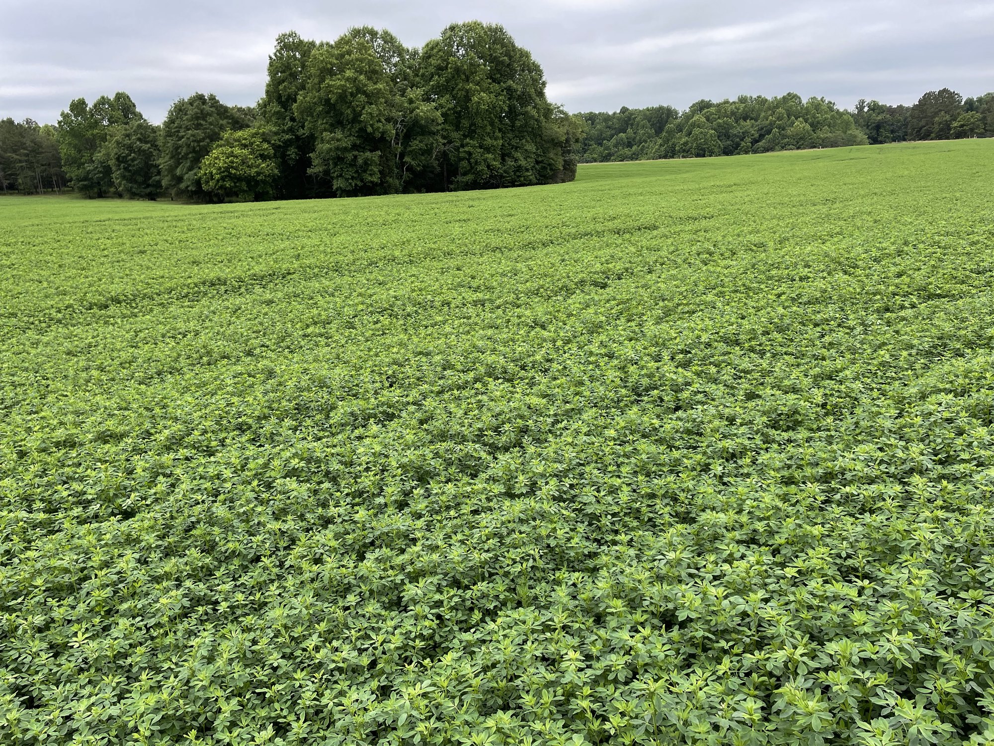 Mature Alfalfa field stretching to the treeline under heavy clouds