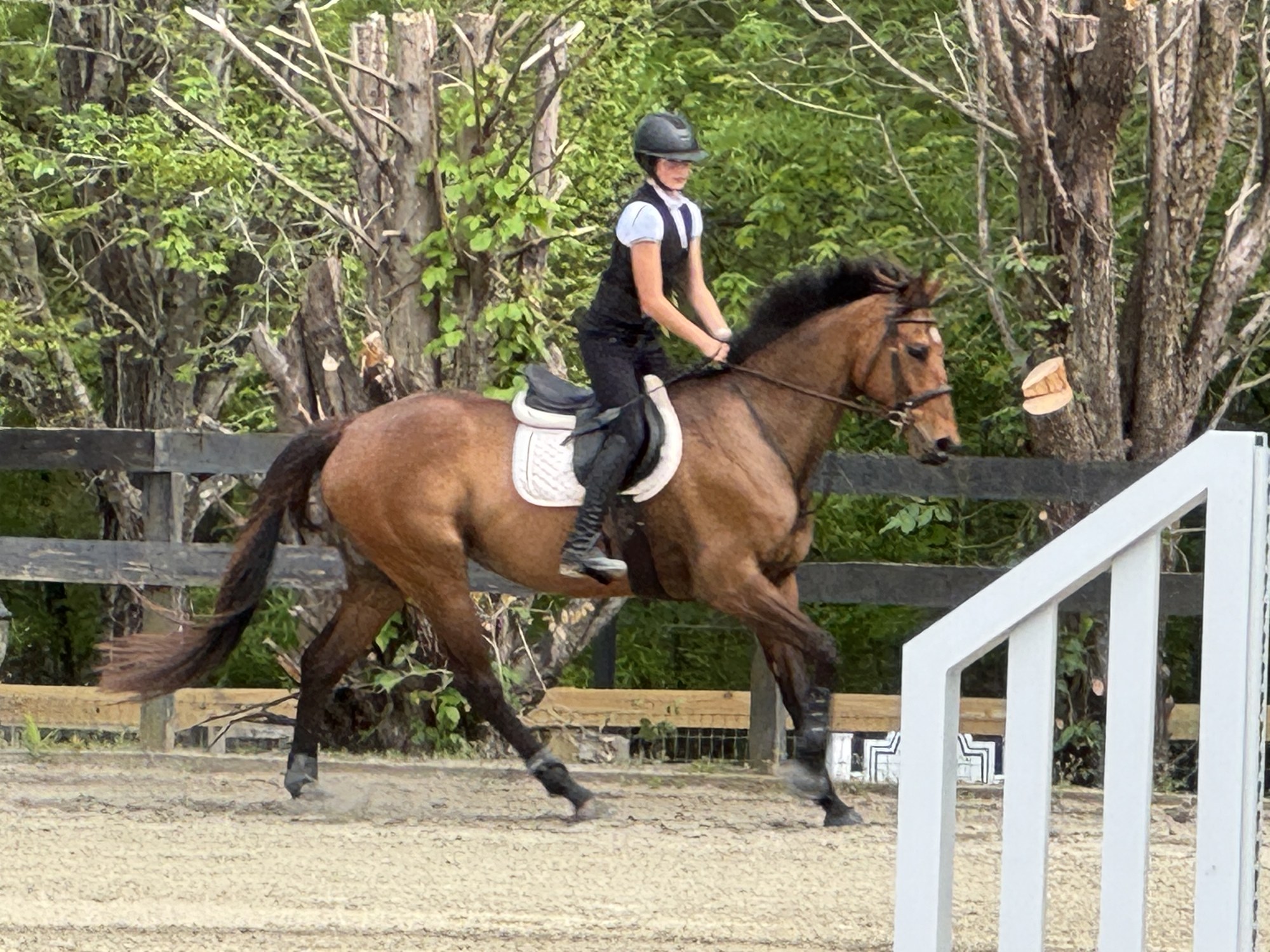 Rider cantering toward a jump in the Warbridge arena