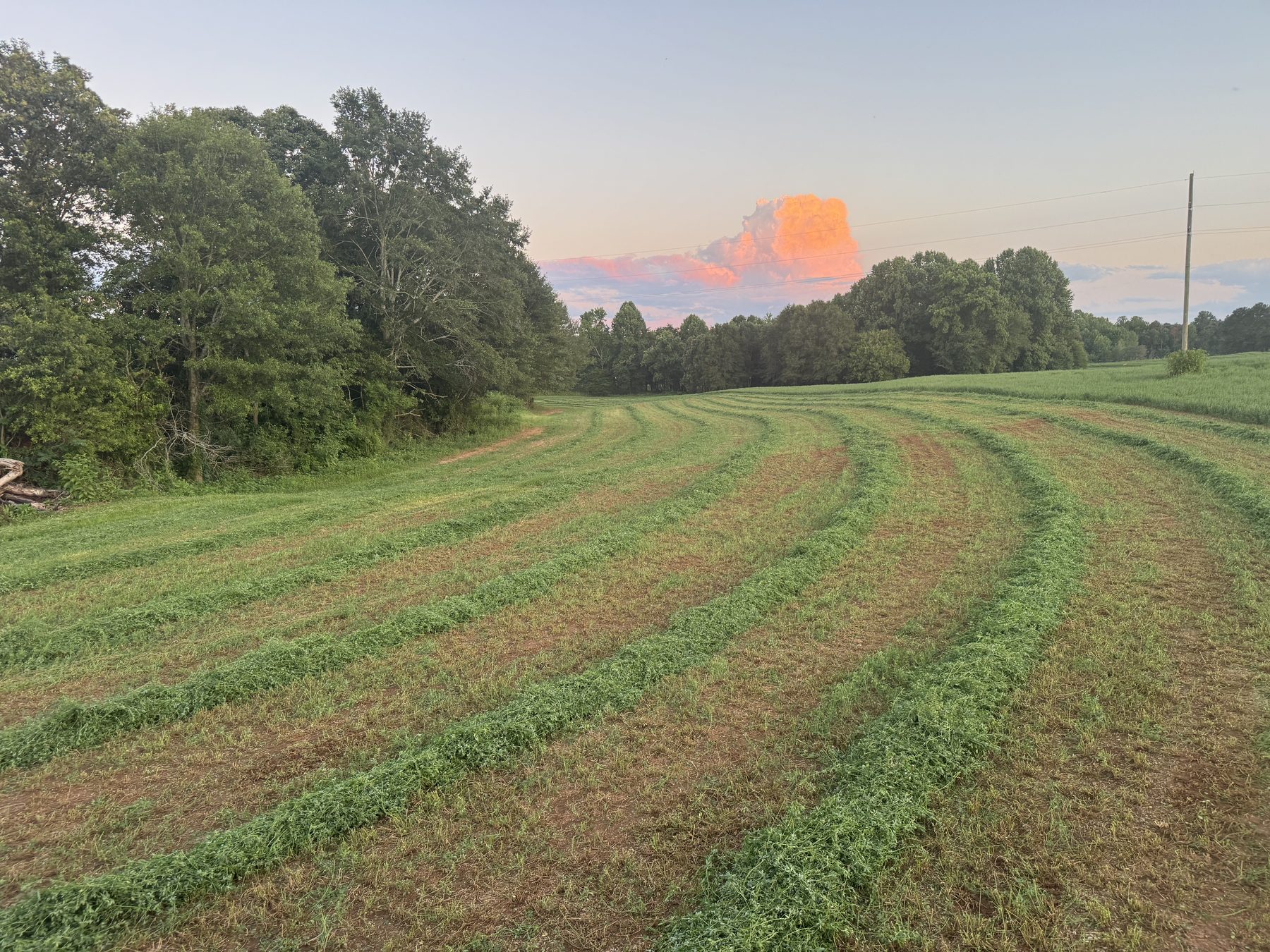 Windrows of cut hay at sunset